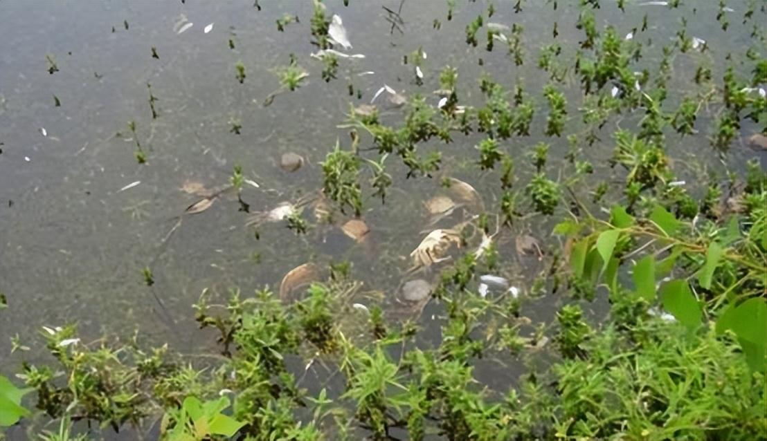 中国名牌富硒水产品（中国十大富硒食品品牌）-硒宝网