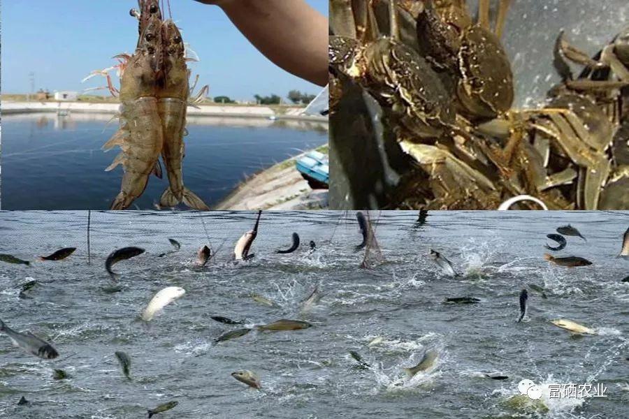 中国名牌富硒水产品（中国十大富硒食品品牌）-硒宝网