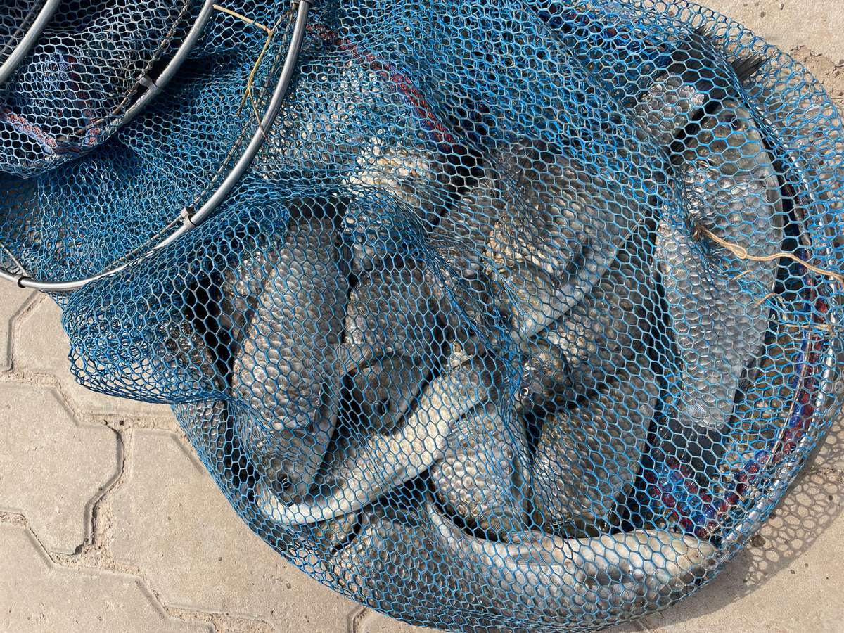 中国名牌富硒水产品（中国十大富硒食品品牌）-硒宝网