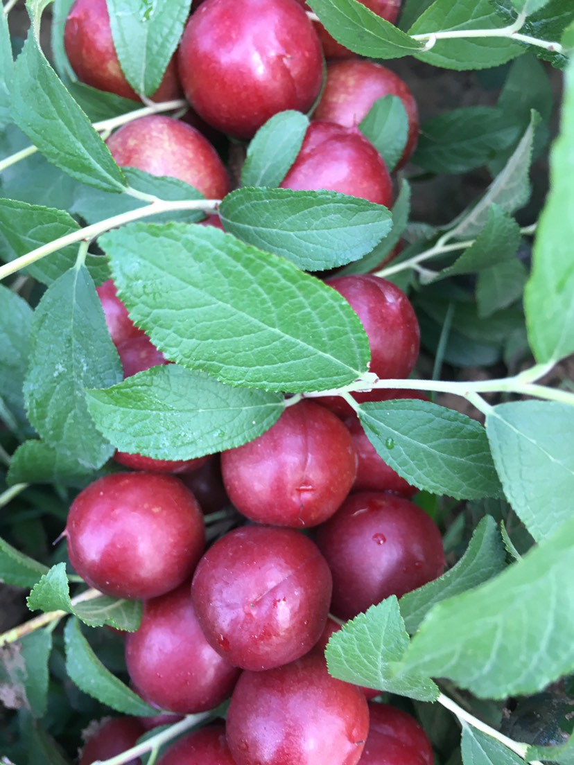 补钙的水果（水果补钙的有哪些）-硒宝网