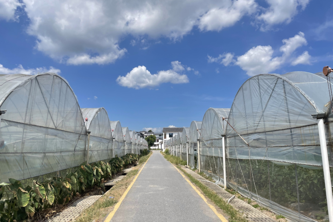 于都县的农产品富硒(于都富硒农业)-硒宝网