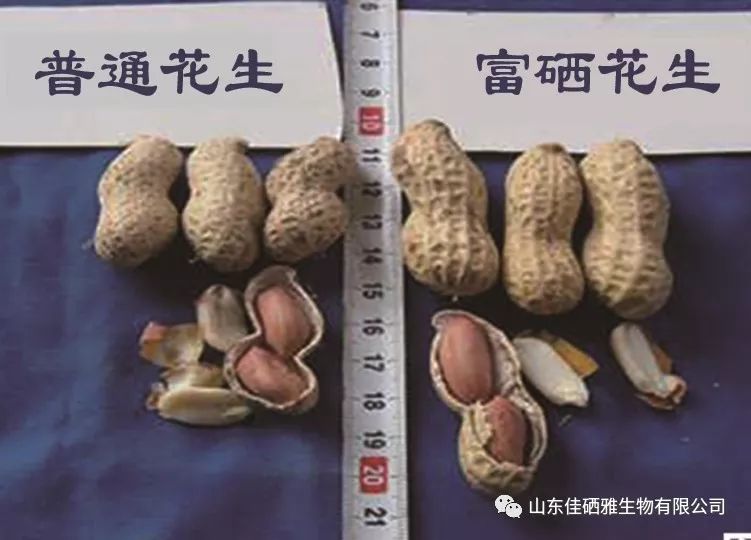 富硒农产品降低成本(富硒农产品销售模式)-硒宝网