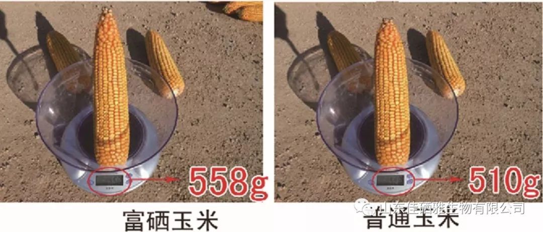 富硒农产品降低成本(富硒农产品销售模式)-硒宝网