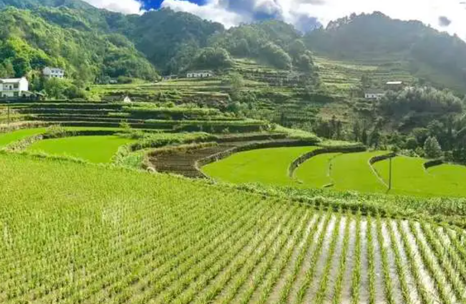 富硒农产品批发市?。ǜ晃┎废燮教ǎ?硒宝网