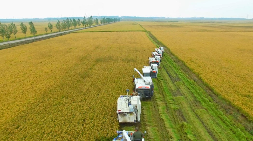 方正县是富硒农产品(方正富硒米多少钱一斤)-硒宝网