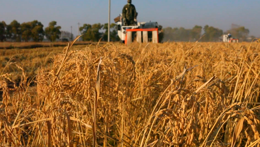方正县是富硒农产品(方正富硒米多少钱一斤)-硒宝网