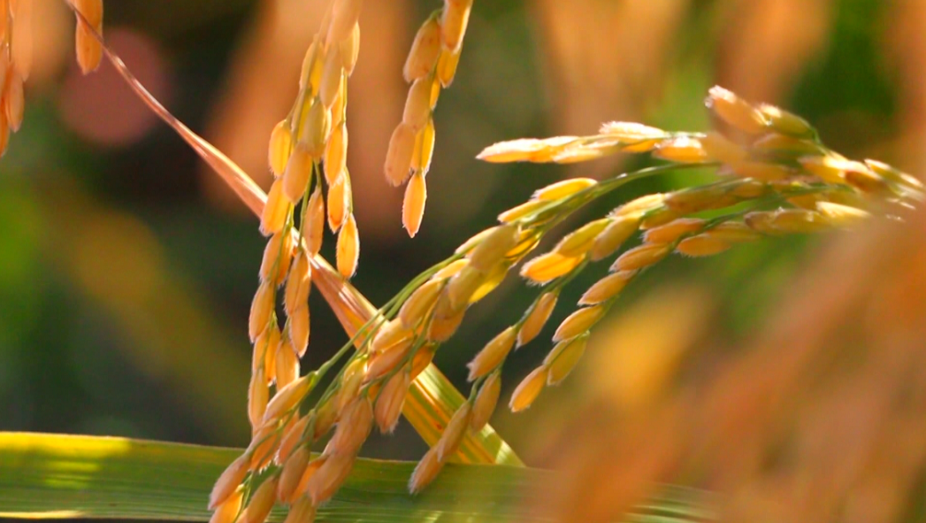 方正县是富硒农产品(方正富硒米多少钱一斤)-硒宝网