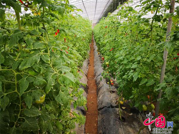 山东省富硒农产品网(山东省富硒产品种植基地)-硒宝网