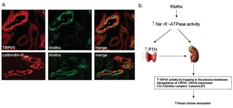 维生素d补钙(维生素补钙的是哪个)-硒宝网