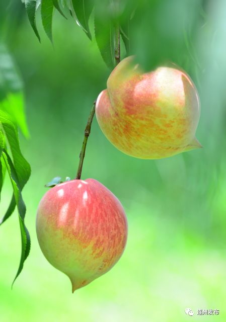 富硒农产品第一品牌(富硒农业网)-硒宝网