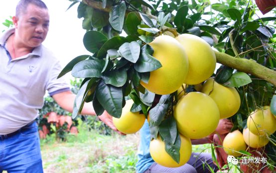 富硒农产品第一品牌(富硒农业网)-硒宝网