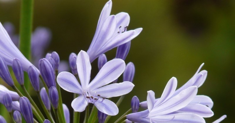 安康富硒茶核心产区(安康富硒茶地理标志)-硒宝网