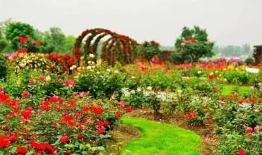 紫阳富硒茶政治环境（紫阳富硒茶园观光）-硒宝网