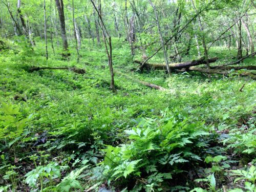 紫阳富硒茶政治环境（紫阳富硒茶园观光）-硒宝网