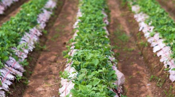 紫阳富硒茶政治环境（紫阳富硒茶园观光）-硒宝网