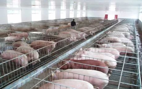 紫阳富硒茶政治环境（紫阳富硒茶园观光）-硒宝网