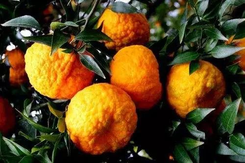 紫阳富硒茶政治环境（紫阳富硒茶园观光）-硒宝网