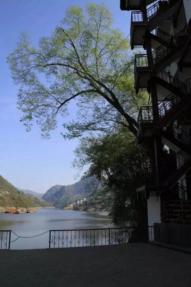 紫阳富硒茶政治环境（紫阳富硒茶园观光）-硒宝网