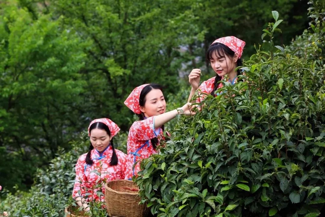 紫阳富硒茶政治环境（紫阳富硒茶园观光）-硒宝网