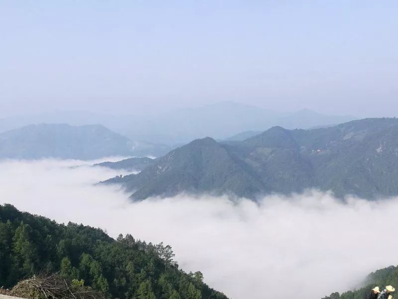 紫阳富硒茶政治环境（紫阳富硒茶园观光）-硒宝网