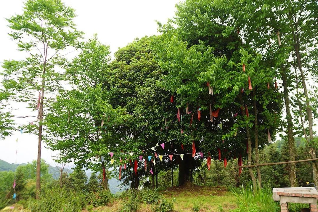 紫阳富硒茶政治环境（紫阳富硒茶园观光）-硒宝网