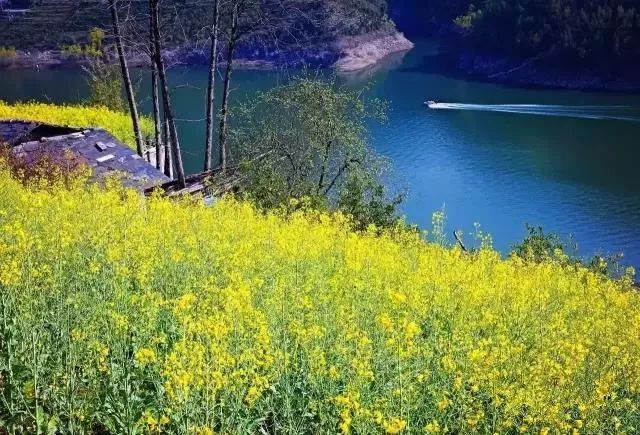 紫阳富硒茶政治环境（紫阳富硒茶园观光）-硒宝网