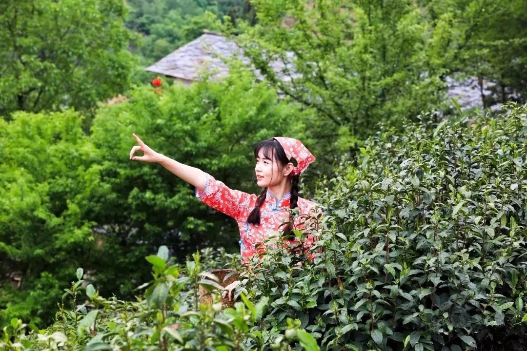 紫阳富硒茶政治环境（紫阳富硒茶园观光）-硒宝网