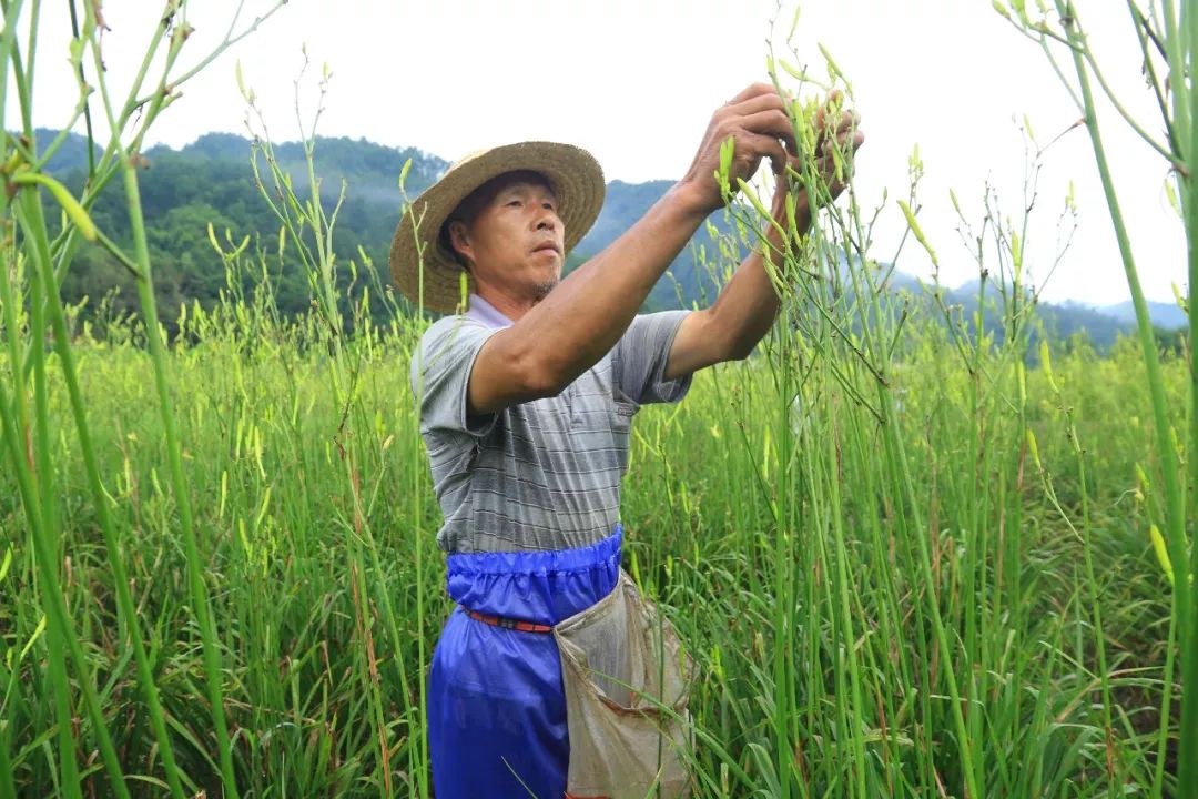 紫阳富硒茶政治环境（紫阳富硒茶园观光）-硒宝网
