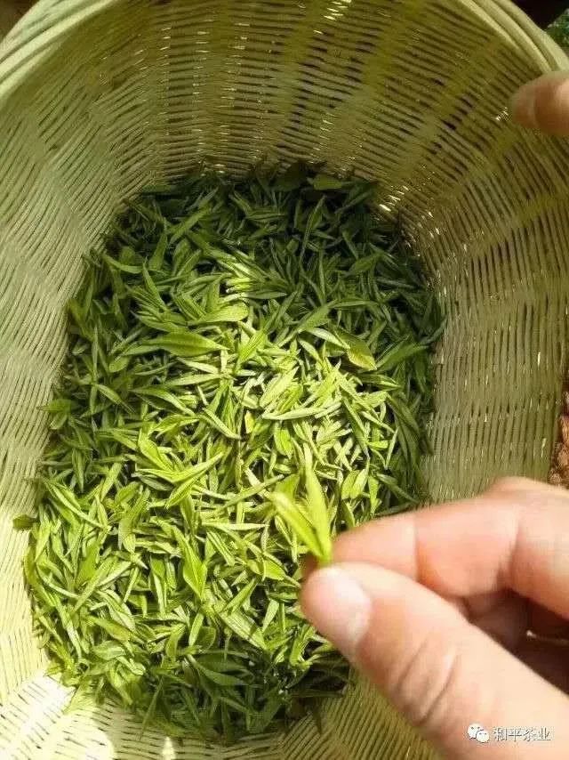 紫阳富硒茶政治环境（紫阳富硒茶县长直播）-硒宝网