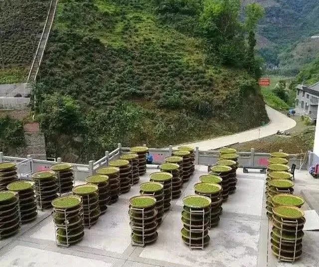 紫阳富硒茶政治环境（紫阳富硒茶县长直播）-硒宝网