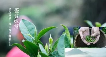 紫阳富硒茶政治环境（紫阳富硒茶县长直播）-硒宝网