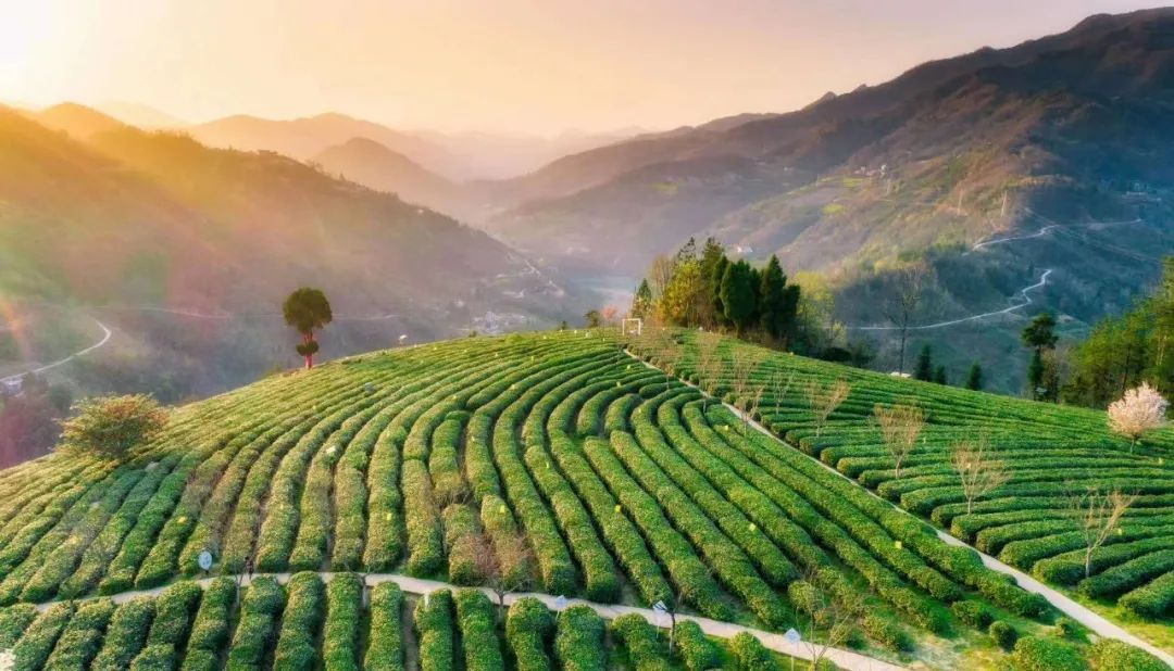 紫阳富硒茶政治环境（紫阳富硒茶县长直播）-硒宝网