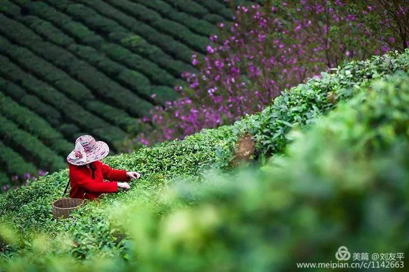 紫阳富硒茶政治环境（紫阳富硒茶县长直播）-硒宝网