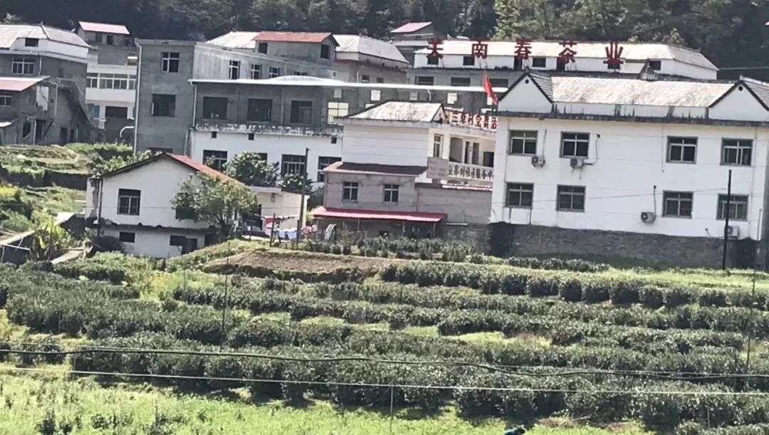 紫阳富硒茶政治环境（紫阳富硒茶县长直播）-硒宝网