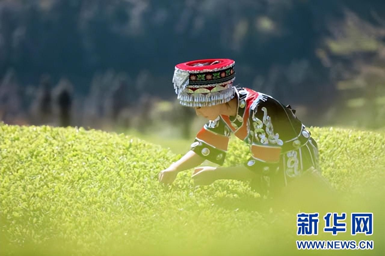 江夏富硒茶玉露企业(恩施富硒茶玉露)-硒宝网