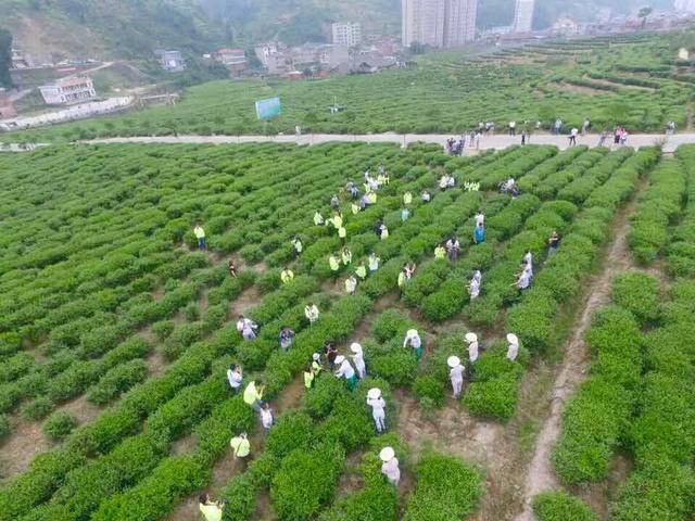 安康紫阳富硒茶诗句（安康紫阳富硒茶价格）-硒宝网