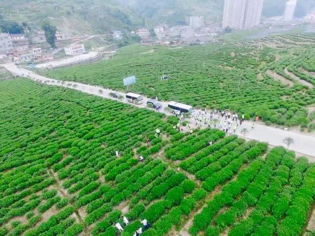 安康紫阳富硒茶诗句（安康紫阳富硒茶价格）-硒宝网