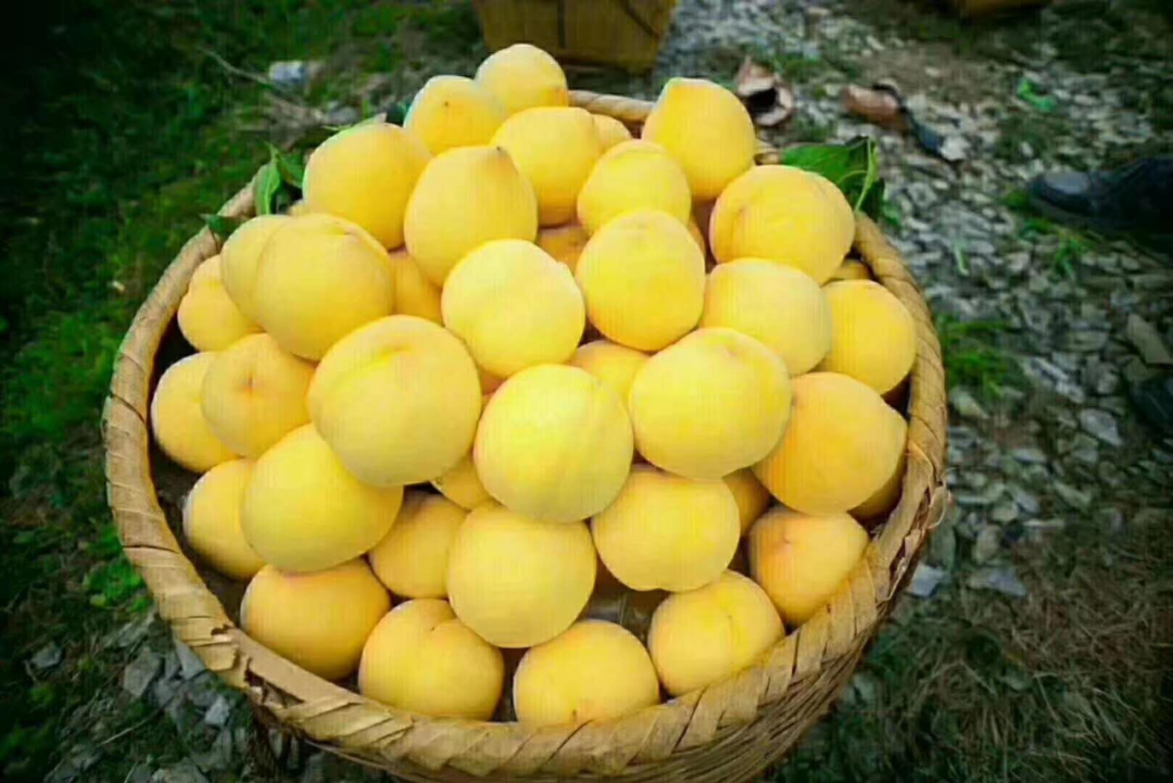 富硒茶销售技巧视频（富硒茶营销策划方案）-硒宝网