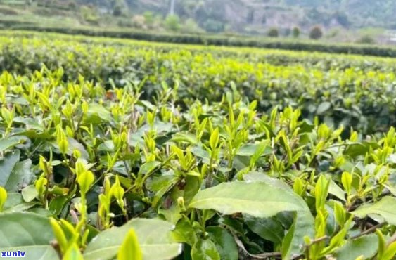 富硒茶什么茶叶最好（茶叶茶富硒好喝吗）-硒宝网