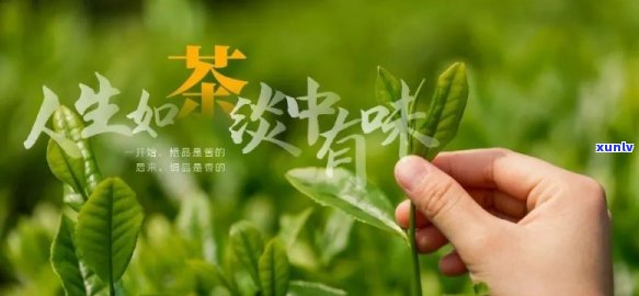 富硒茶什么茶叶最好（茶叶茶富硒好喝吗）-硒宝网