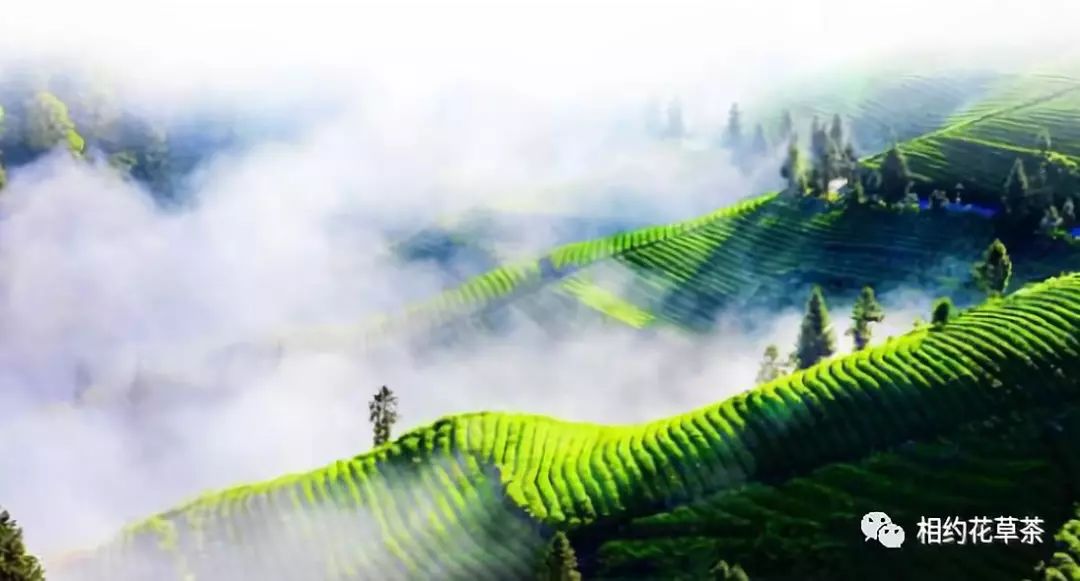 富硒茶什么茶叶最好（富硒的茶）-硒宝网