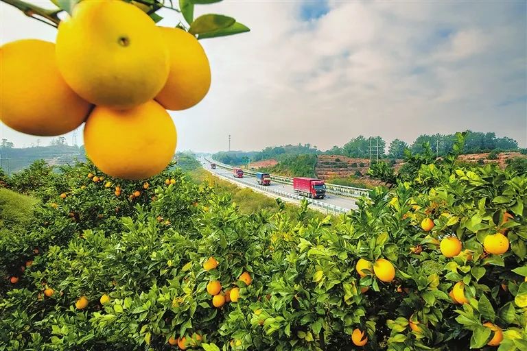 于都富硒盘古茶介绍(于都县盘古龙珠茶业有限公司)-硒宝网