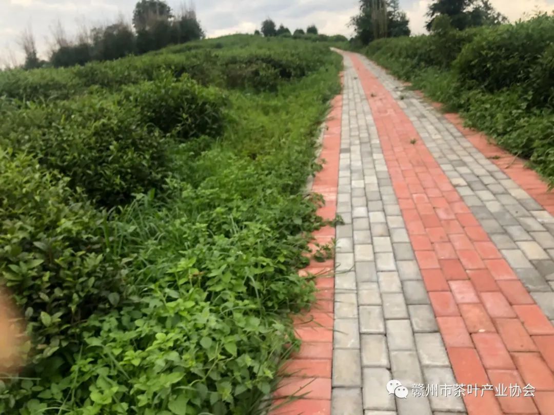 于都富硒盘古茶介绍（于都盘古山茶叶）-硒宝网