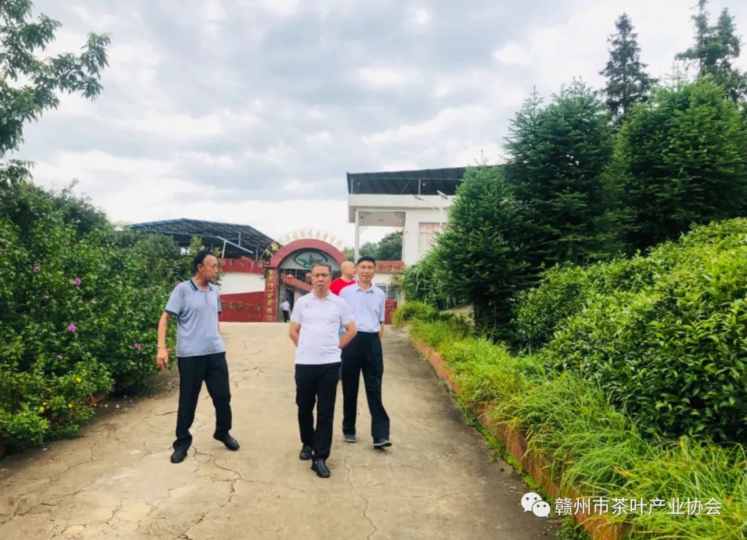 于都富硒盘古茶介绍（于都盘古山茶叶）-硒宝网