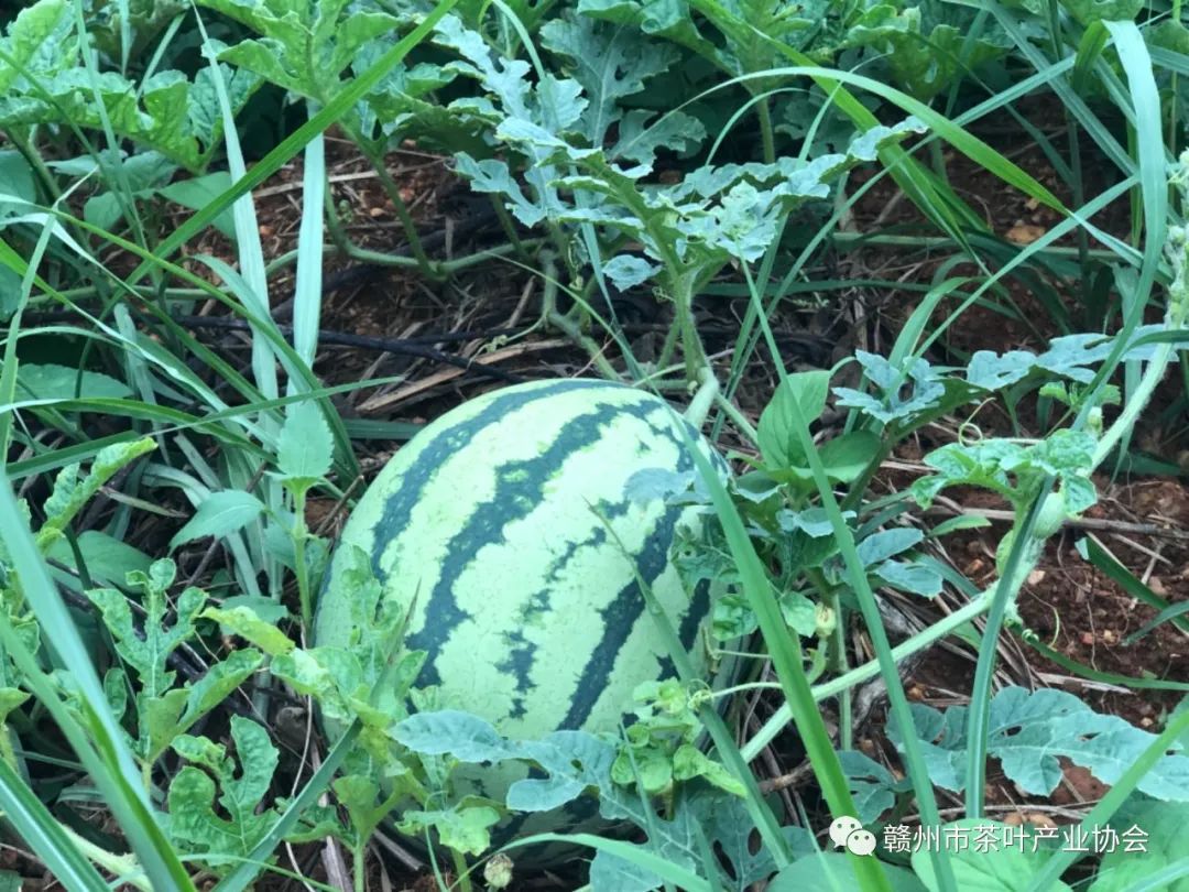 于都富硒盘古茶介绍（于都盘古山茶叶）-硒宝网