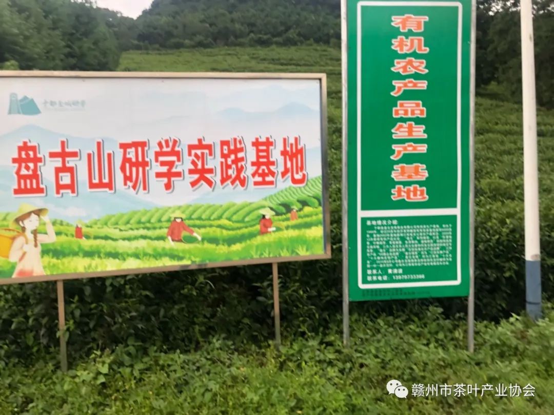 于都富硒盘古茶介绍（于都盘古山茶叶）-硒宝网