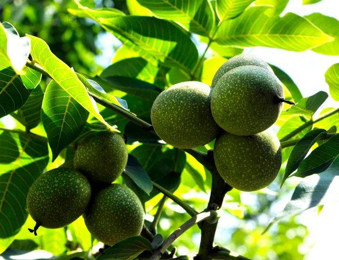 开阳富硒茶打农药吗(富硒药农用)-硒宝网