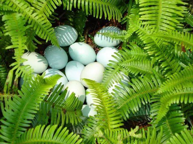 开阳富硒茶打农药吗(富硒药农用)-硒宝网