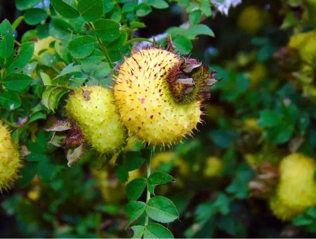 开阳富硒茶打农药吗(富硒药农用)-硒宝网