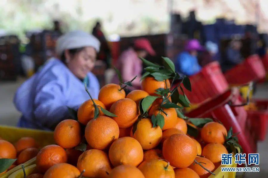 开阳富硒茶打农药吗(富硒药农用)-硒宝网